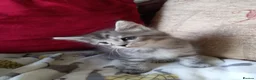 Maine Coon cats for sale: 3/4 mainecoon  kittens for sale  - Advert 7