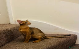 Abyssinian cats for sale: 🥇😻🏆Beautiful and Healthy Abyssinian Kittens  in London - Image 2