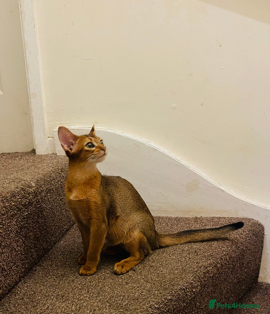 Abyssinian cats for sale: 🥇😻🏆Beautiful and Healthy Abyssinian Kittens  in London - Image 2