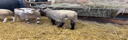 Sheep livestock for sale: Ewe Lambs - Advert 10
