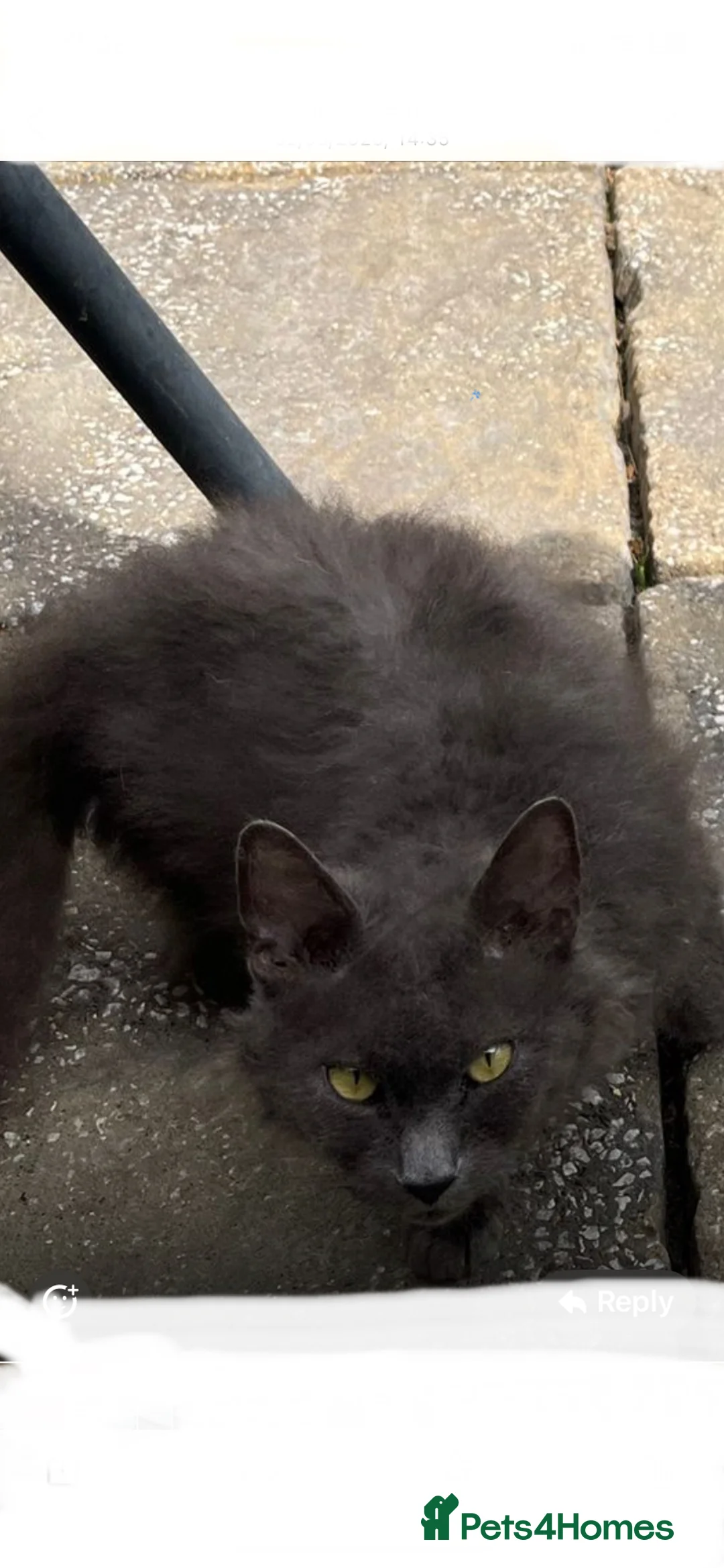 Mixed Breed cats for sale: Pretty Kittens ready now - Advert 2