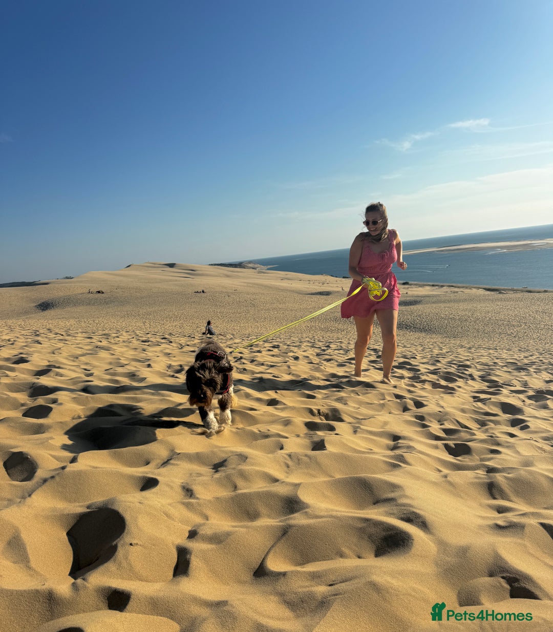 Australian Labradoodle dogs for stud: Proven Miniature Australian Labradoodle Stud  - Advert 5