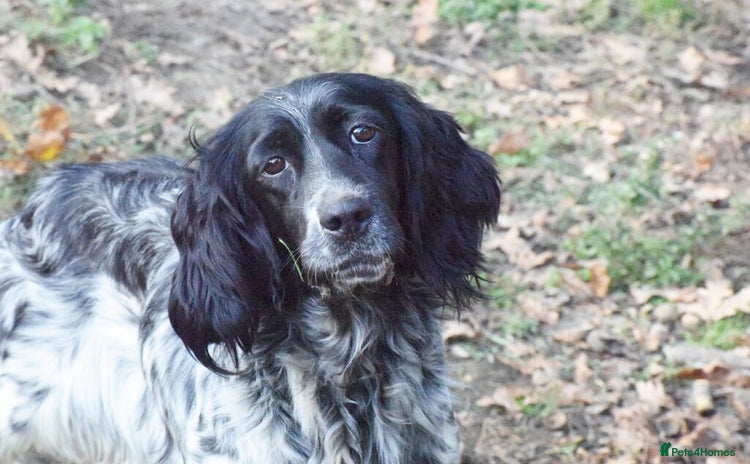 English Setter dogs - Advert 1