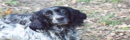 English Setter dogs for adoption: Kindra - Advert 1
