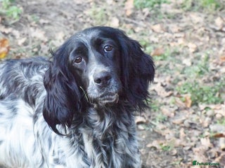 English Setter dogs - Advert 1