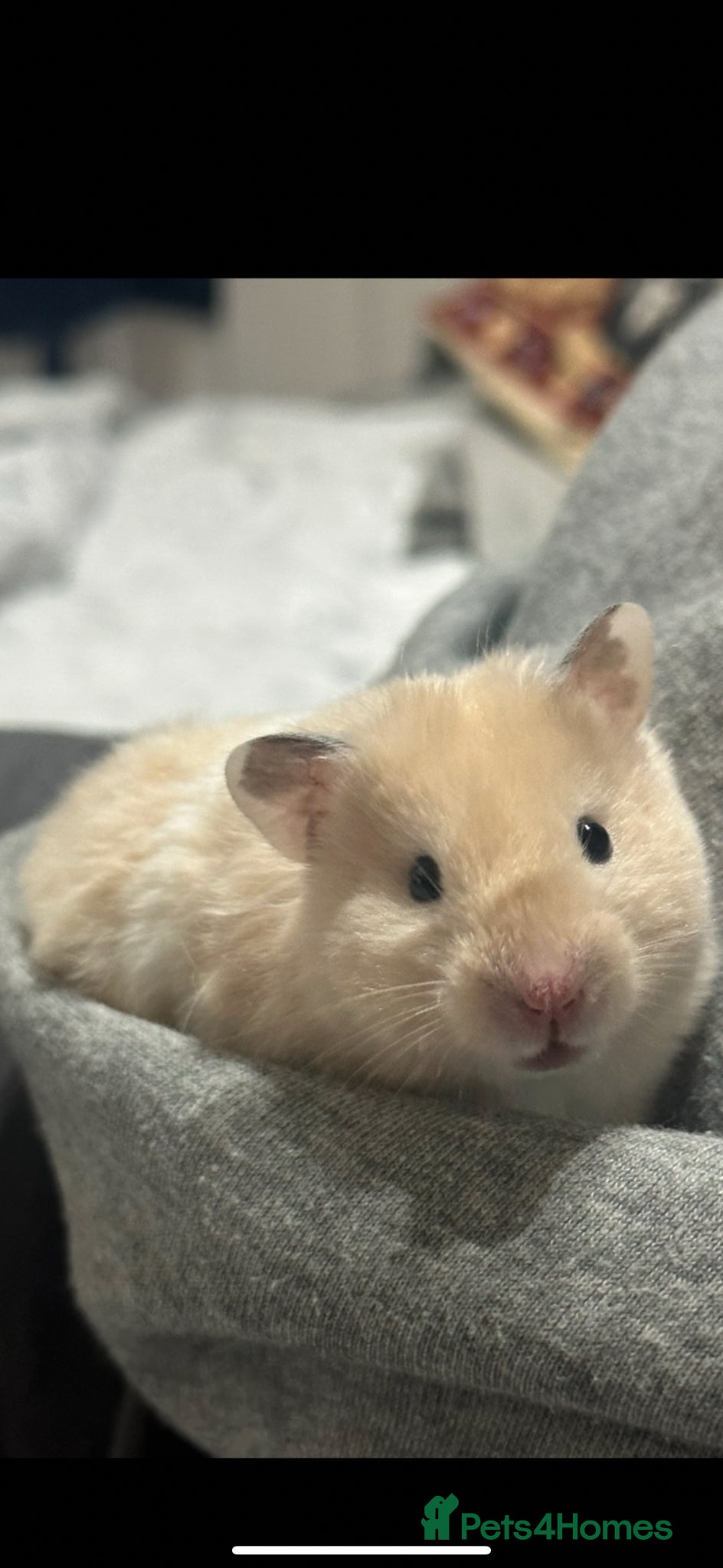 Hamster rodents Baby hamsters  - Advert 2