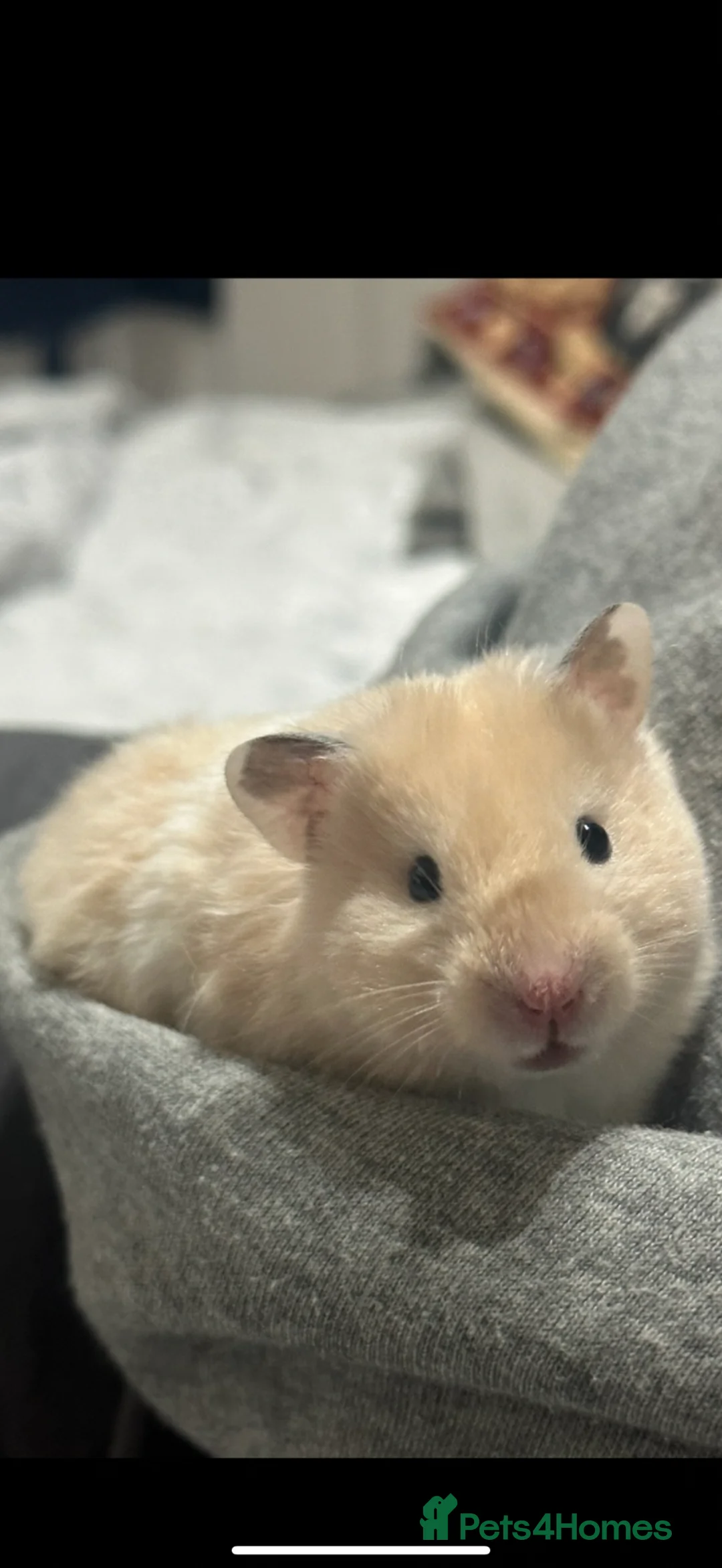 Hamster rodents for sale: Baby hamsters  - Advert 2