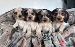 Cocker Spaniel dogs for sale: Show Cocker Spaniel Puppies  - Image 2