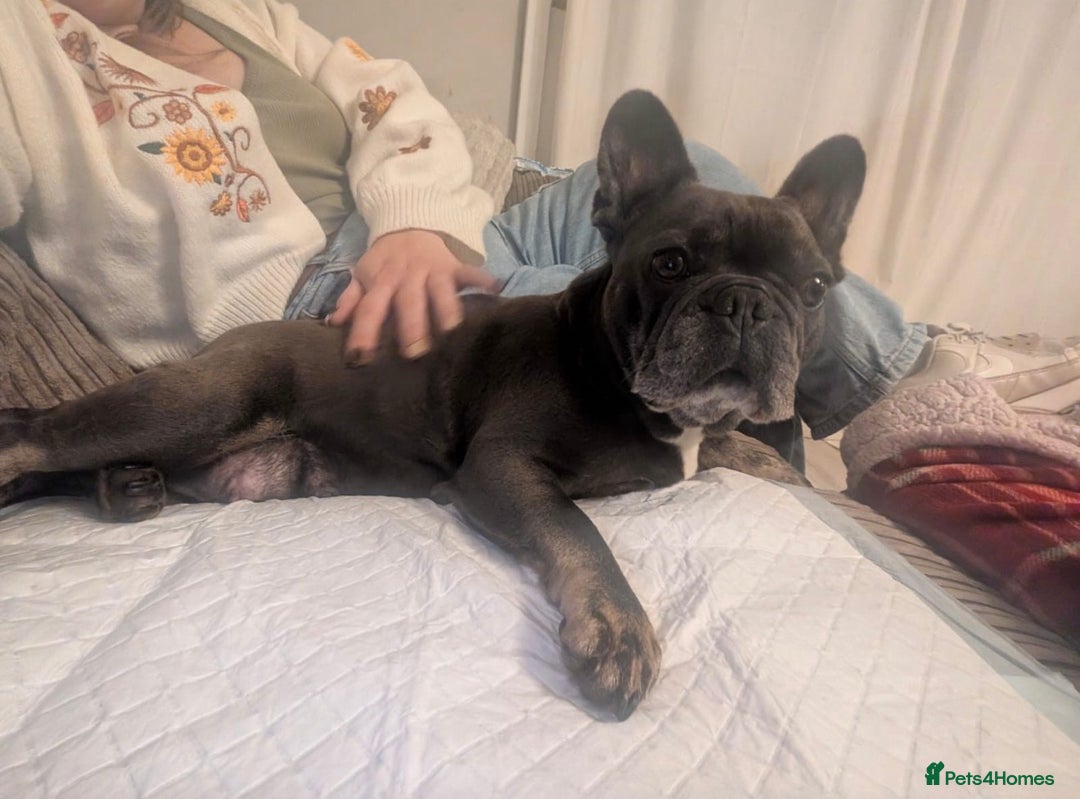 Mixed Breed dogs for sale: French Pom puppies  - Advert 2