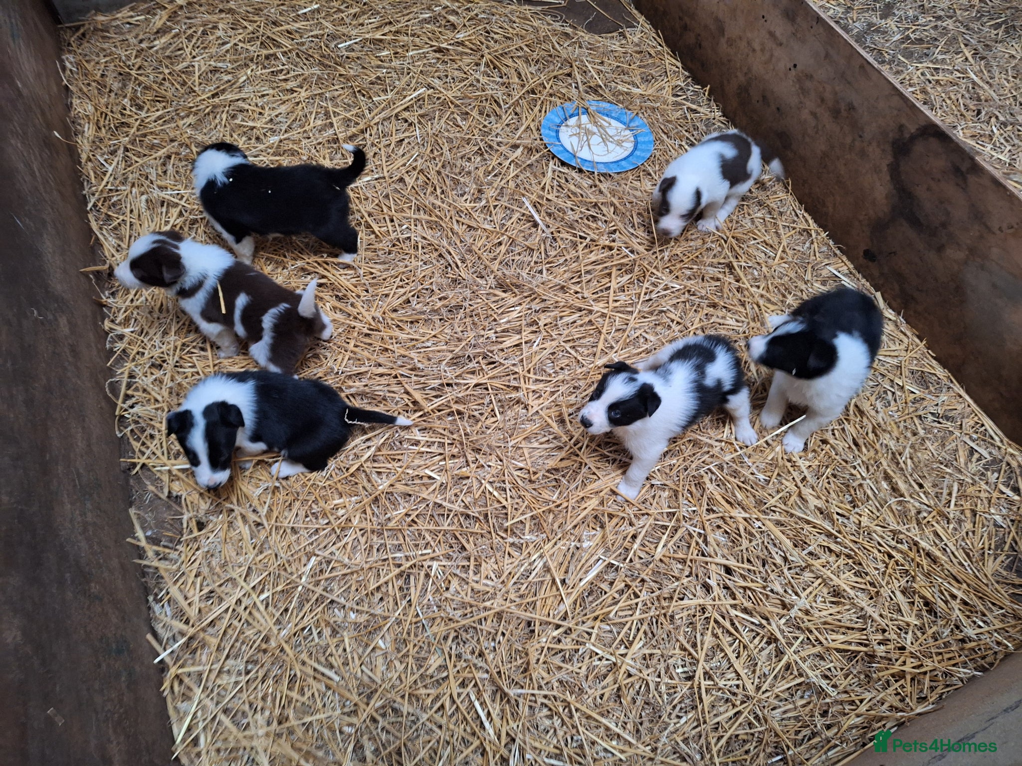 Border Collie dogs for sale: Lovely farm bred Border Collie puppies in Brackley - Advert 4