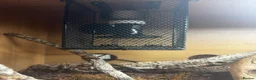 Python Snake reptiles for sale: Carpet python - Advert 5