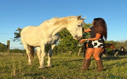 Irish Draught horses for sale: Gorgeous Grey Mare - Image 3