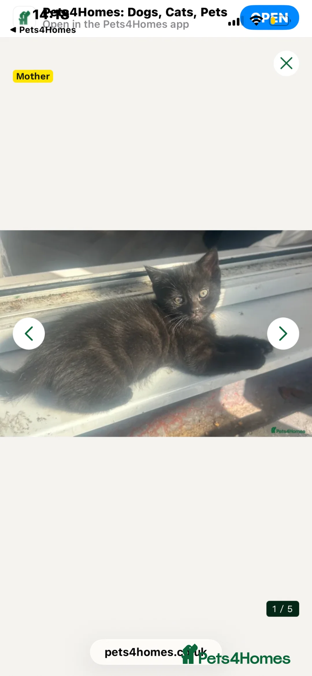 Mixed Breed cats for sale: Last male kitten  - Advert 1