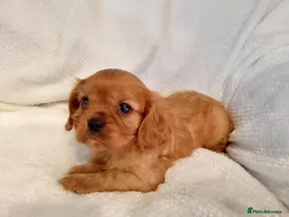 Cavalier King Charles Spaniel dogs Last solid ruby girl Ready to leave - Advert 11
