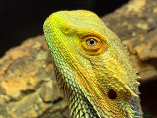 Bearded Dragon reptiles - Advert 11