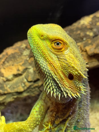 Bearded Dragon reptiles - Advert 2