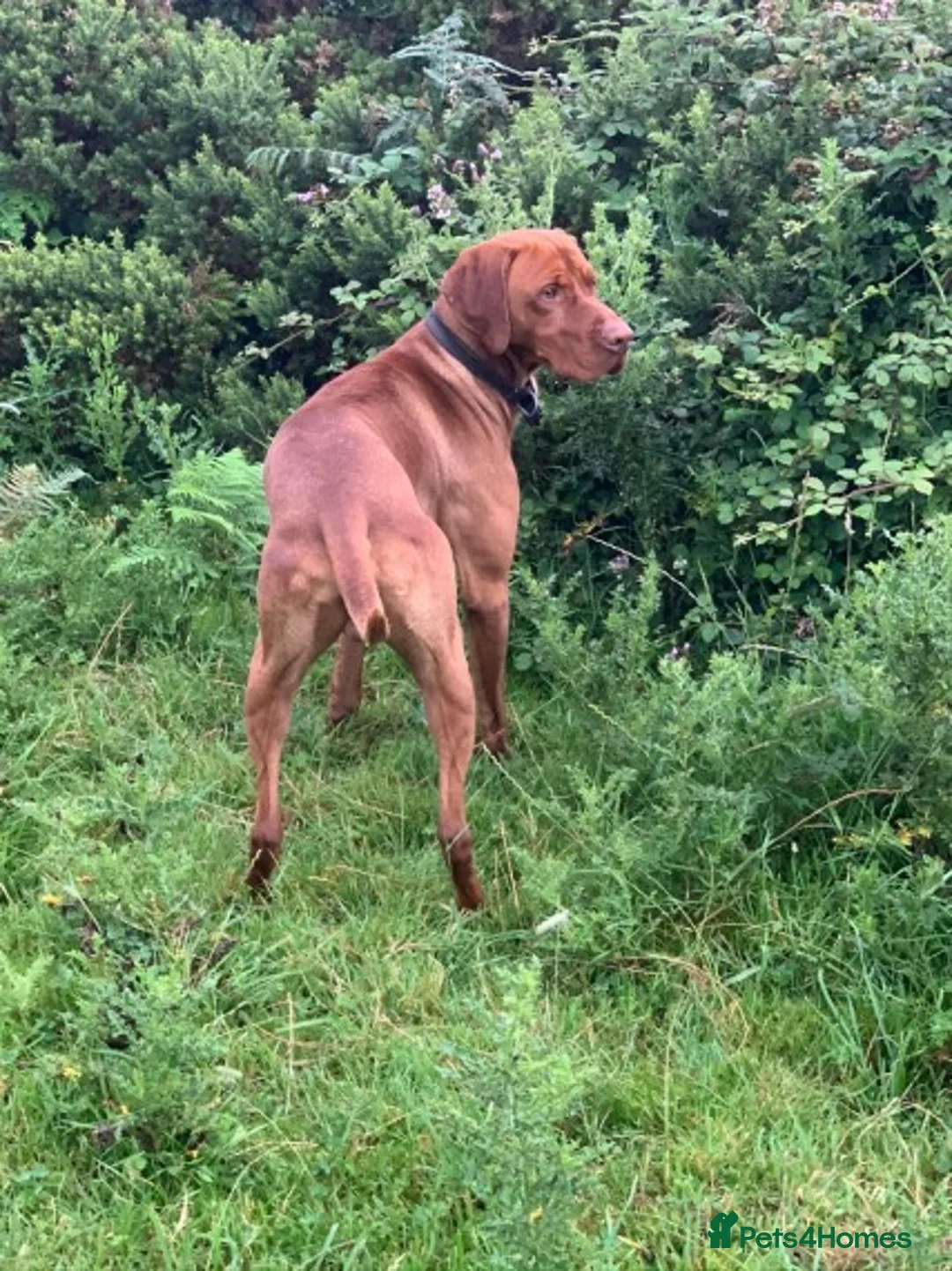 Hungarian Vizsla dogs for stud: Hungarian Vizsla for stud! in Llantwit Major - Advert 23