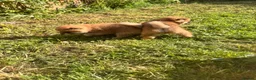 Japanese Shiba Inu dogs for sale: Health tested champion bloodline small size Shiba  - Advert 16
