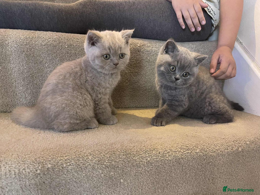 British Shorthair cats for sale: Beautiful British Shorthair Kittens  - Image 1
