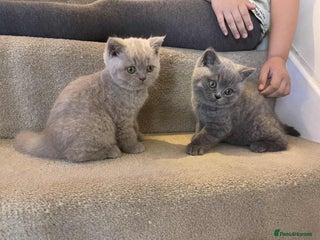 British Shorthair cats for sale - Advert 1