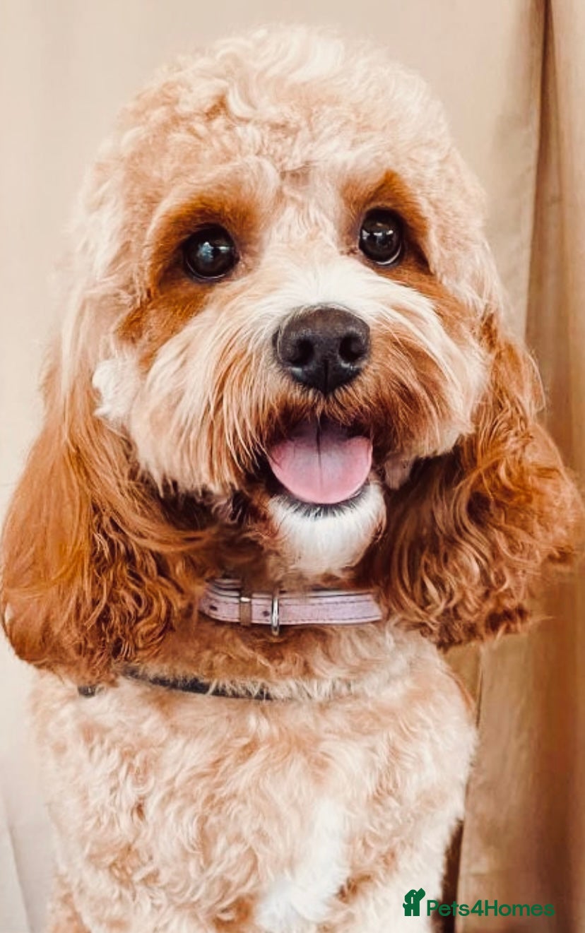 Cavapoo dogs Stunning F1B health tested Cavapoo’s  - Advert 1