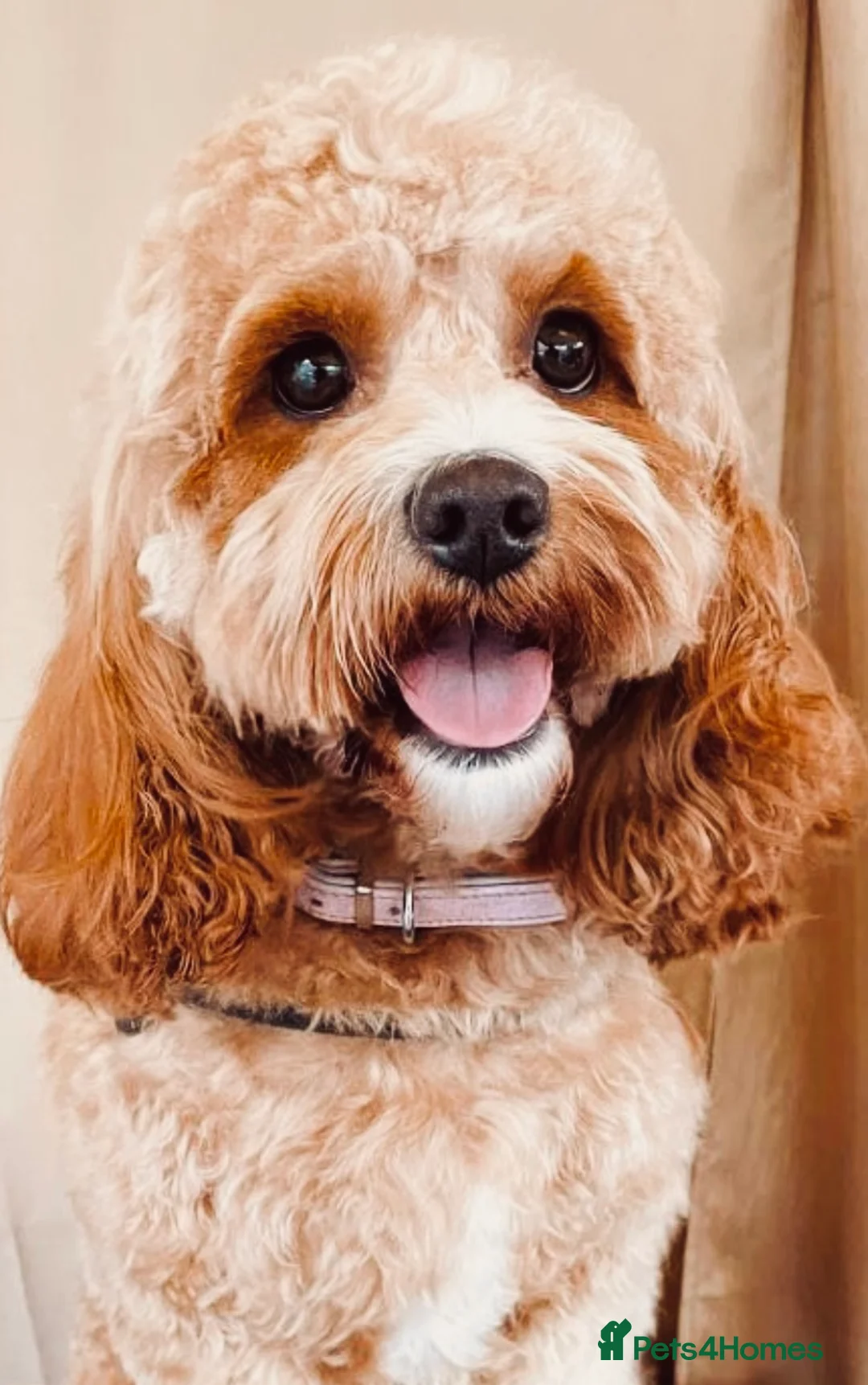 Cavapoo dogs for sale: Stunning F1B health tested Cavapoo’s  - Advert 1