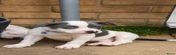 Mixed Breed dogs for sale: Loving Staffy x American Bulldog Pups - Ready Now  - Advert 22