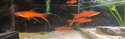 Swordtails fish for sale: Lyretail Male Adult Swordtails – Homebred - Advert 5