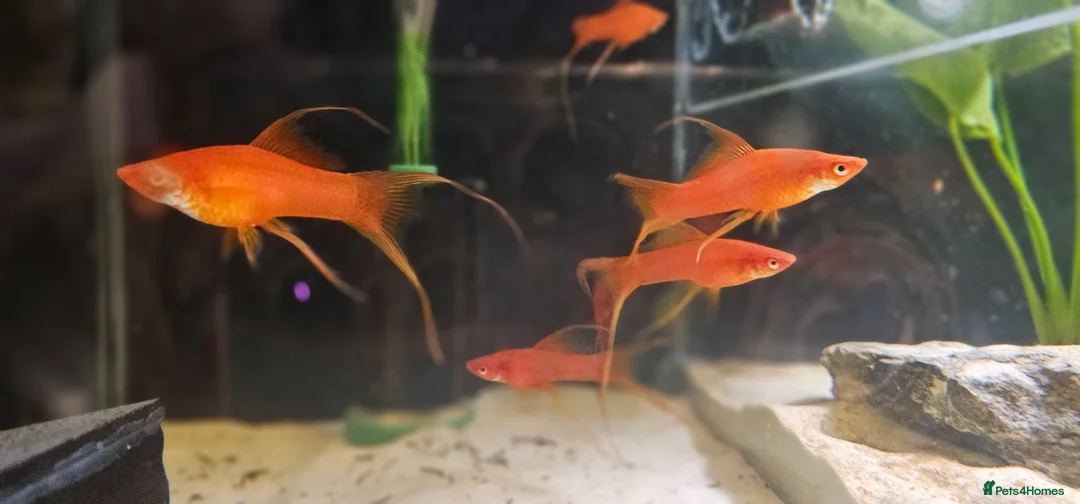 Swordtails fish for sale: Lyretail Male Adult Swordtails – Homebred - Advert 5