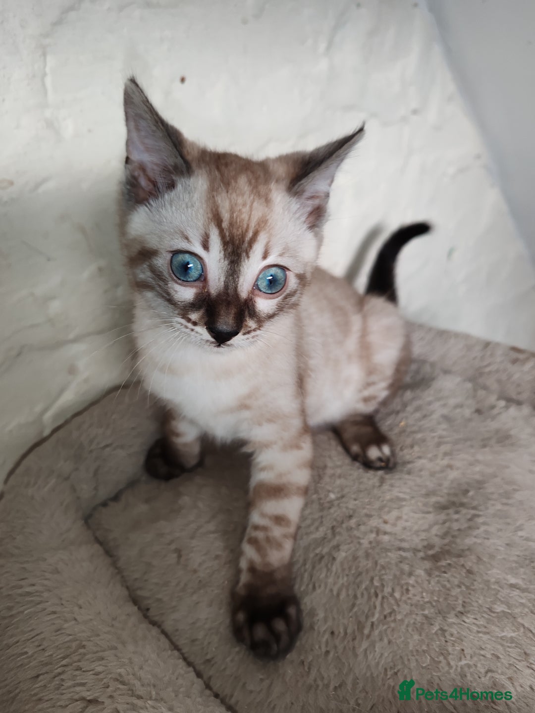 Bengal cats for sale: Snow lynx bengal kittens - Advert 3