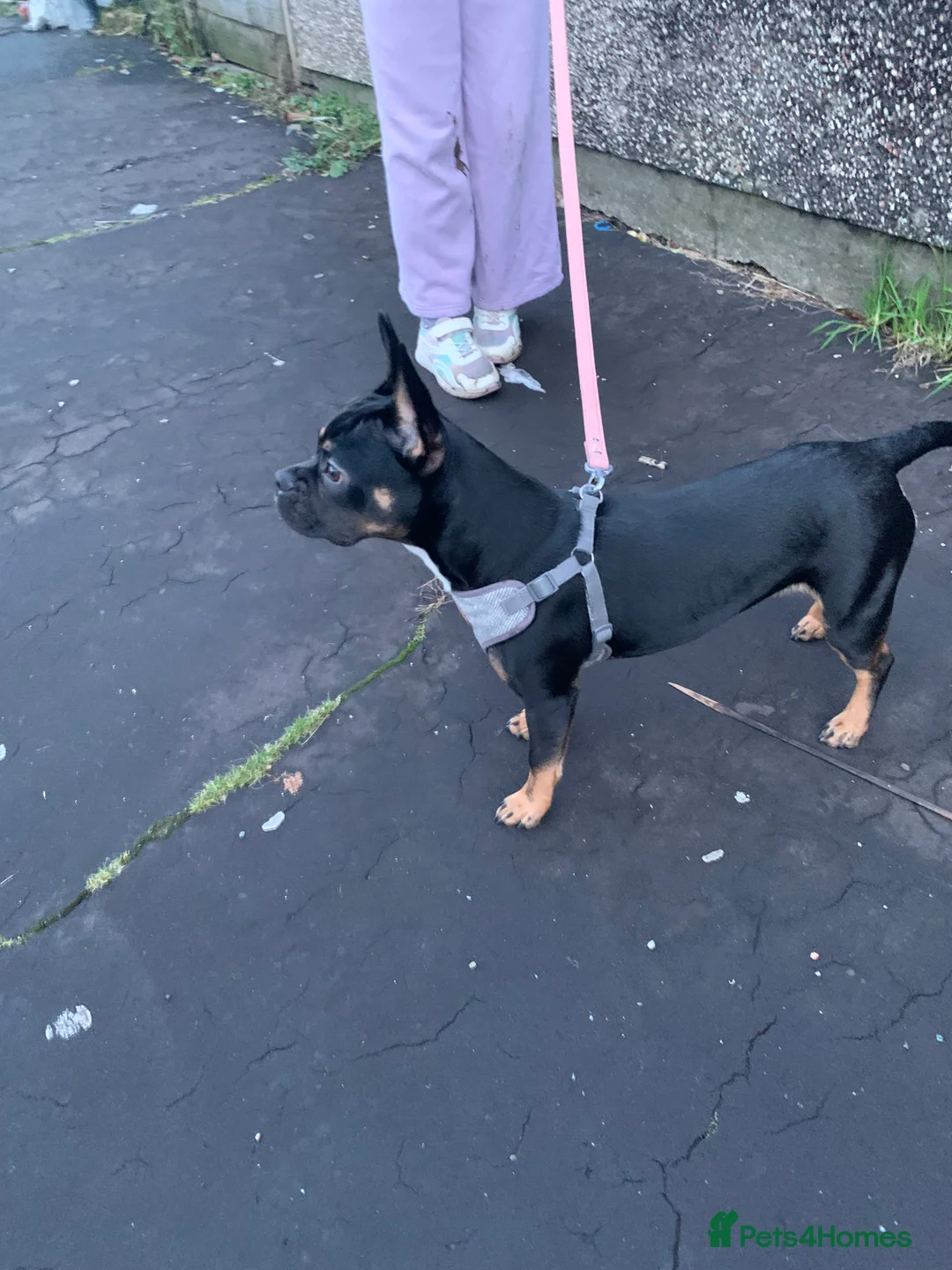 Mixed Breed dogs for sale: Energetic little lady - Advert 2