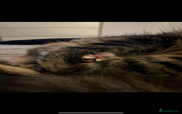 Mixed Breed cats for sale: Maine coon/tabby  - Image 12