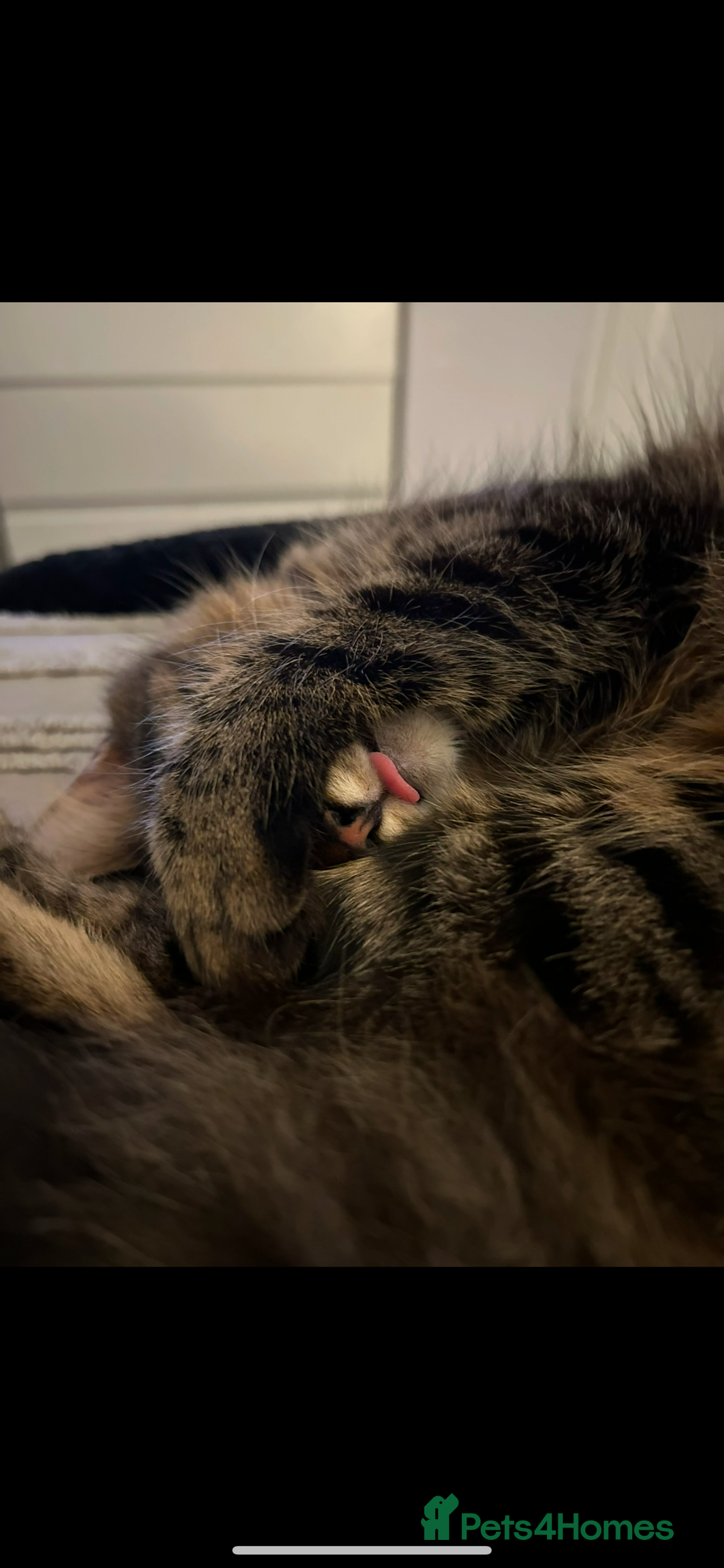 Mixed Breed cats for sale: Maine coon/tabby  - Image 12