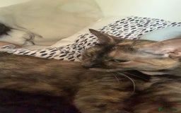 Mixed Breed cats for sale: Queen Delilah - Tortie female  - Image 7