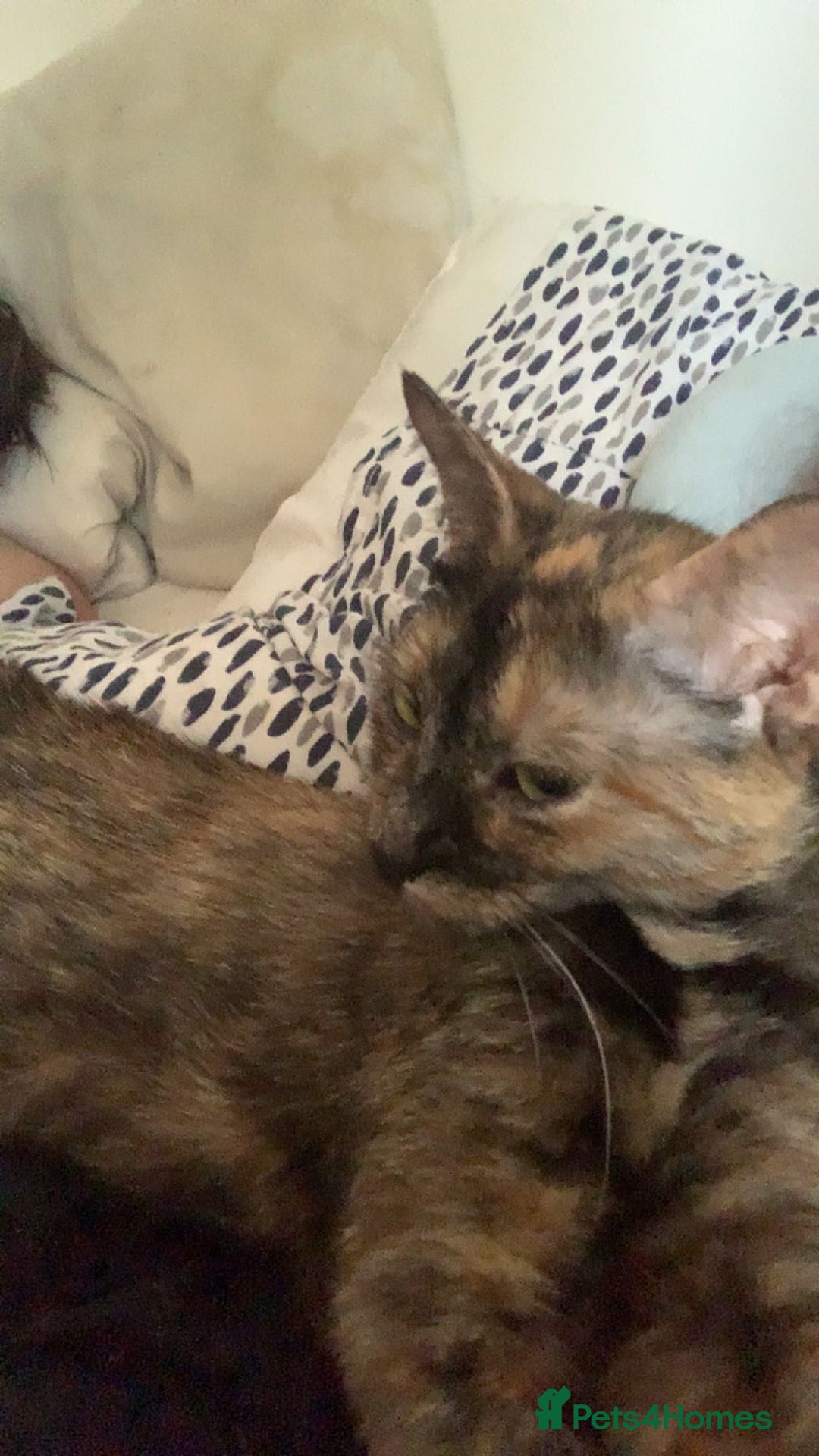 Mixed Breed cats for sale: Queen Delilah - Tortie female  - Image 7