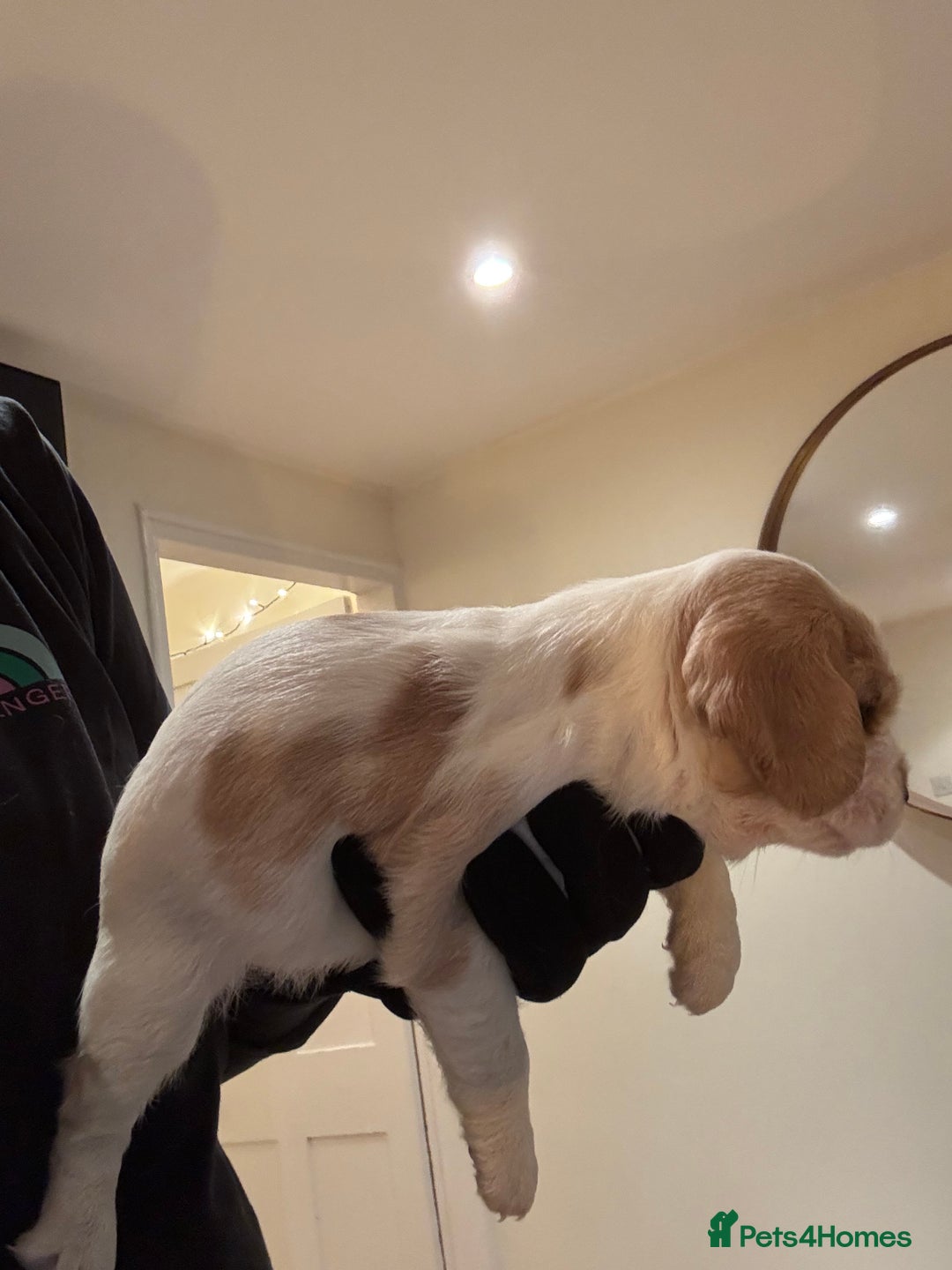 Mixed Breed dogs for sale: Cocker-Jack xCavalier King Charles Spaniel Puppies - Advert 24