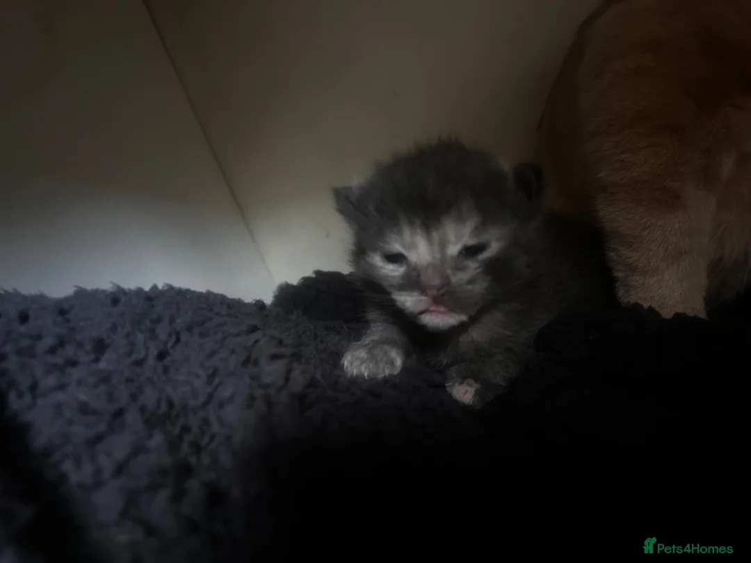 Mixed Breed cats for sale: Ragdoll mix  - Advert 10