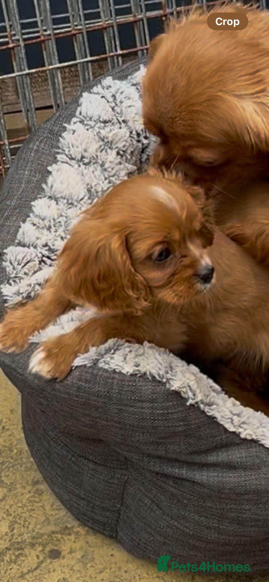 Cavalier King Charles Spaniel dogs for sale: Cavalier King Charles Spaniel puppies ready now - Image 2