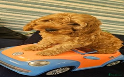 Cockapoo dogs for sale: Cockapoo girl - Image 6