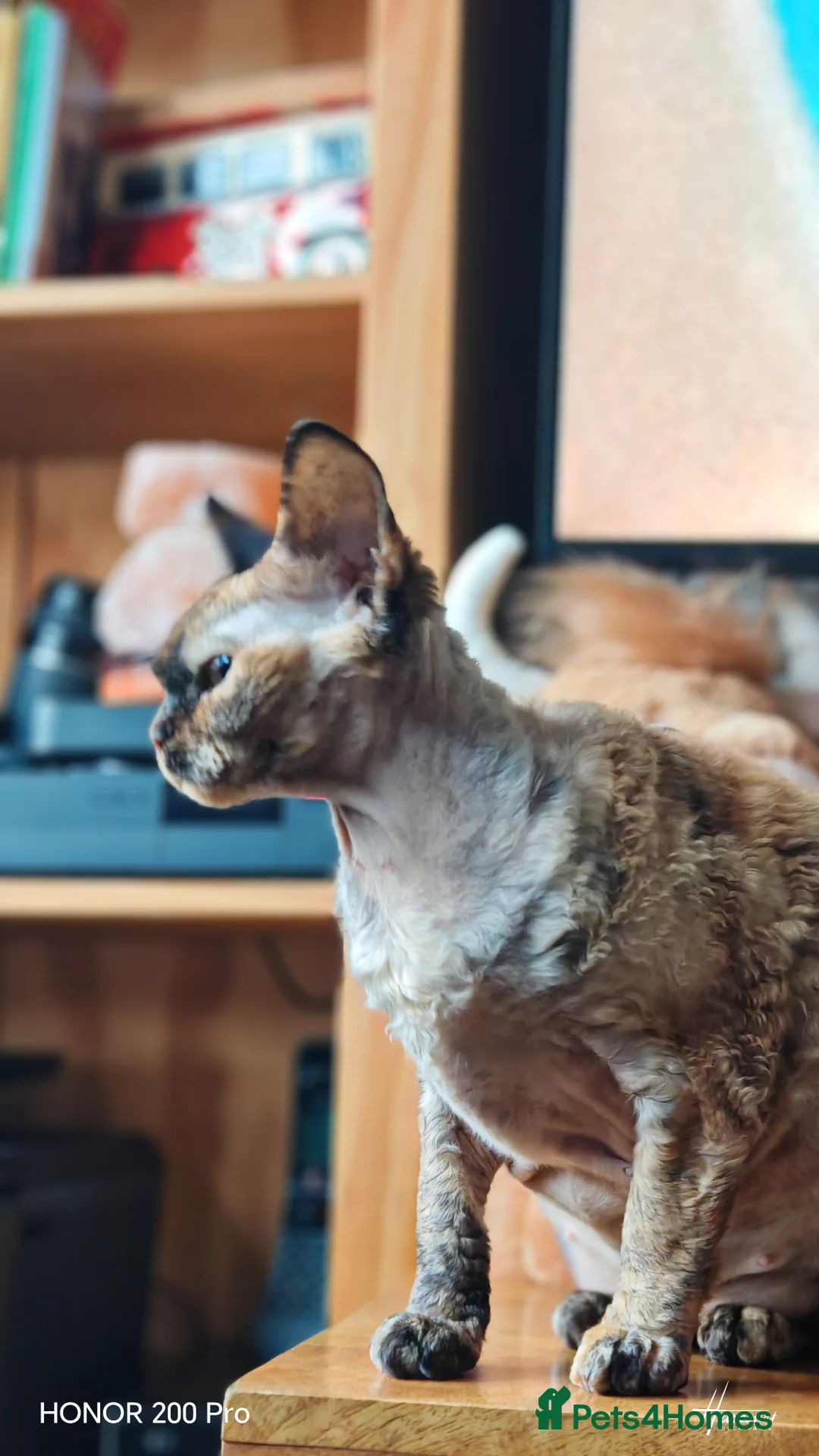 Devon Rex cats for adoption: Beautiful Devon Rex  - Advert 2