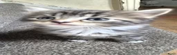 Mixed Breed cats for sale: Beautiful baby kittens  in Bristol - Advert 4