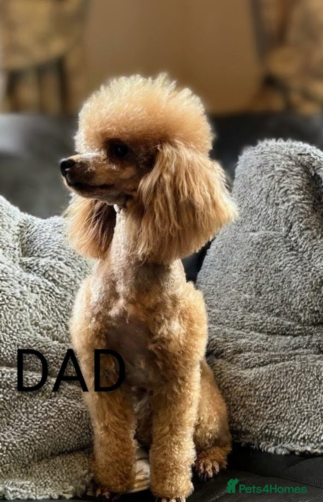 Cavapoo dogs for sale: F1b  adorable cavapoo puppies - Advert 7