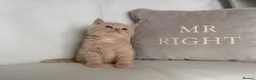 British Shorthair cats for sale: 🌸 BRITISH SHORTHAIR KITTENS 🌸 - Advert 4