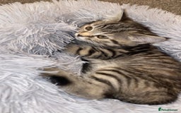 Scottish Fold cats for sale: Cute grey Scottish fold kitten - Advert 3