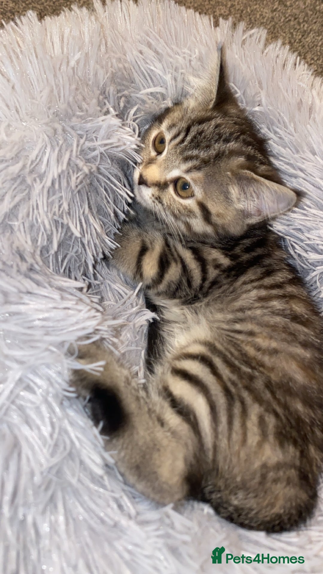 Scottish Fold cats for sale: Cute grey Scottish fold kitten - Advert 3