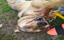 Mixed Breed dogs for adoption: 💙🐶 SIRKO 🐶💙 - Image 13