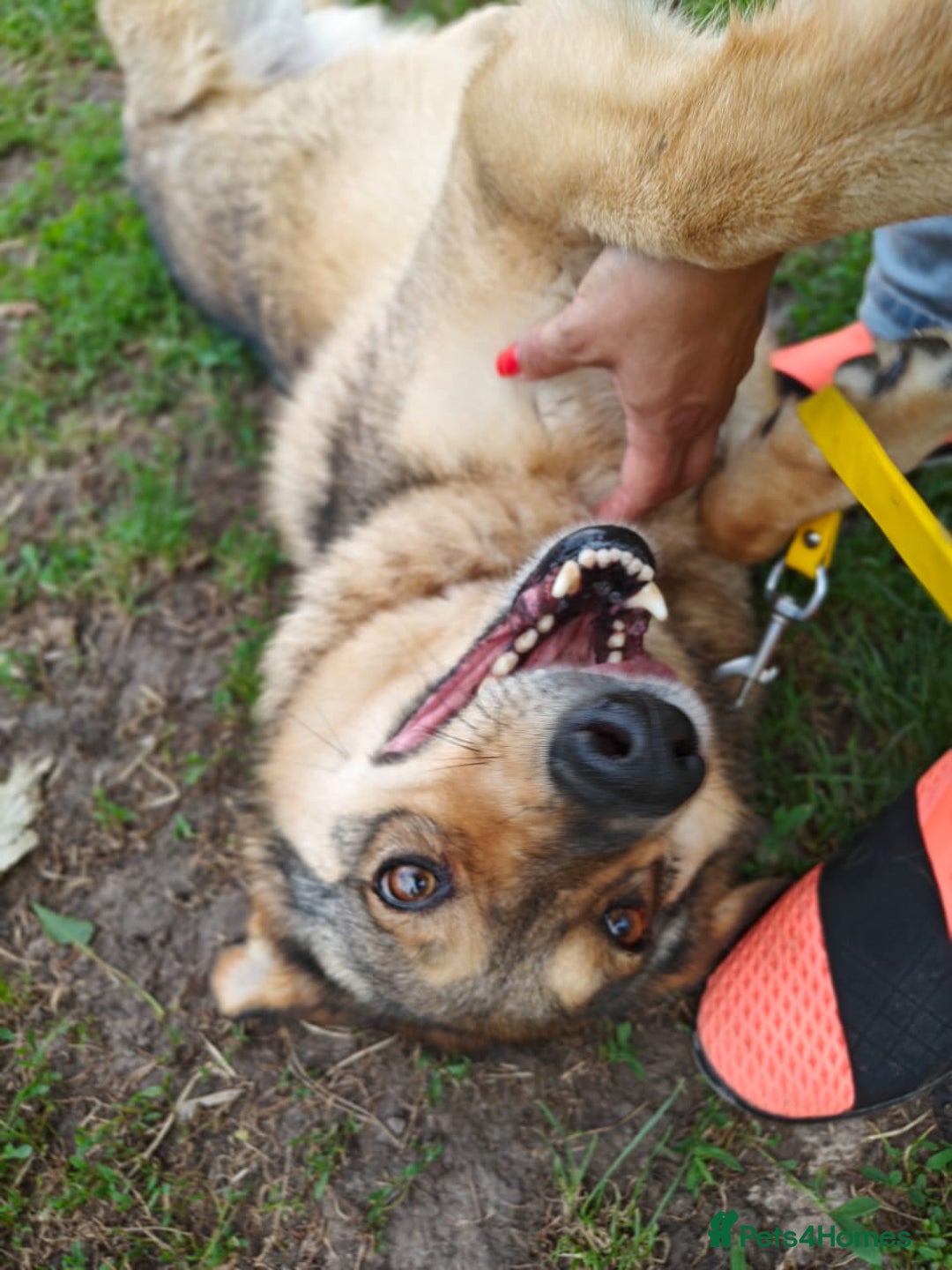 Mixed Breed dogs for adoption: 💙🐶 SIRKO 🐶💙 - Image 13