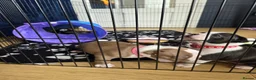 Boston Terrier dogs for sale: Boston Terrier Puppies  in Port Talbot - Advert 5