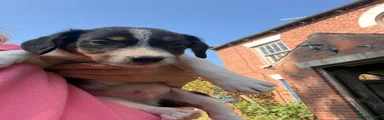 Border Collie boy 4
