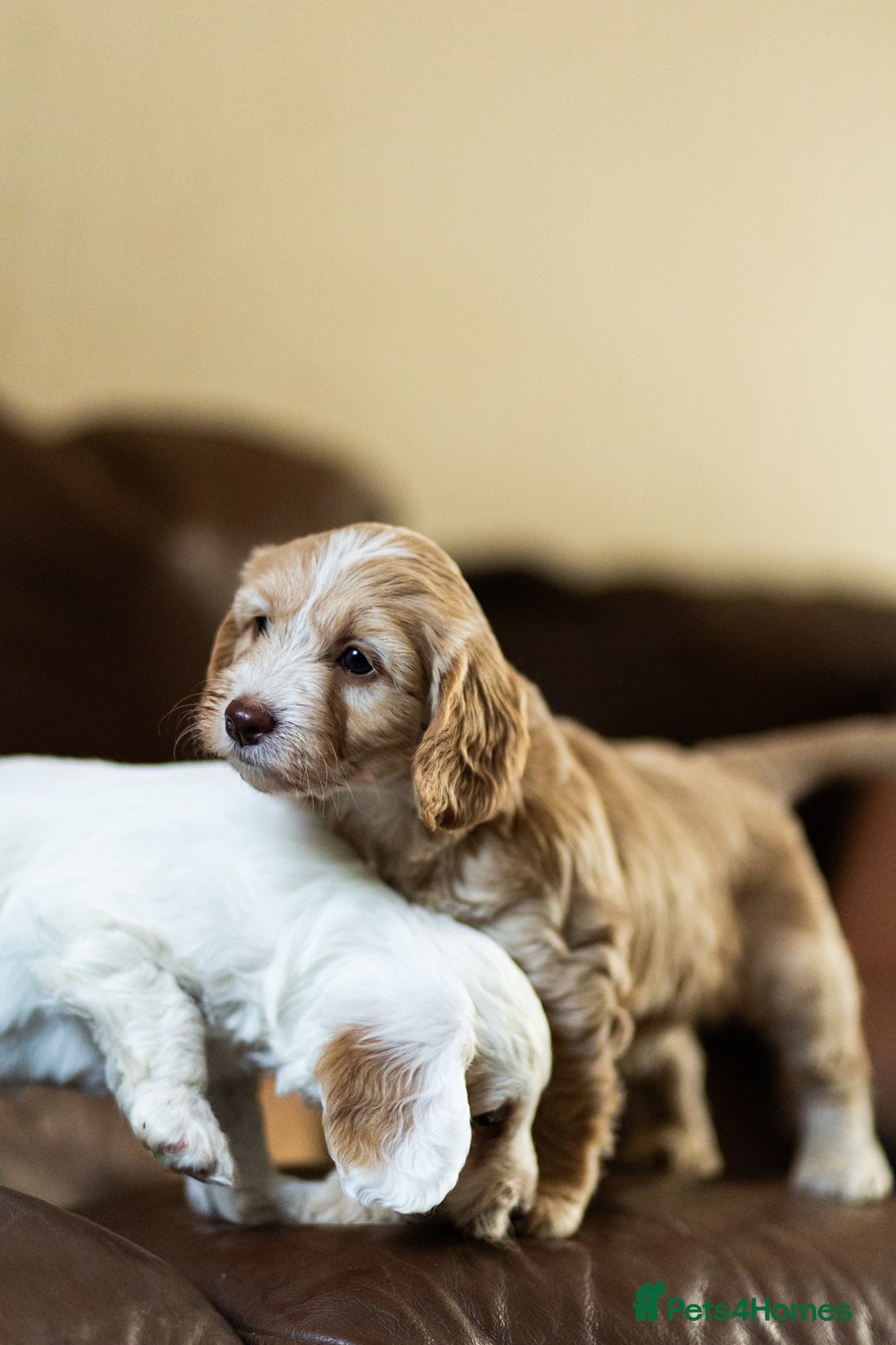 Cockapoo dogs for sale: Working Cockerpoos - Image 7